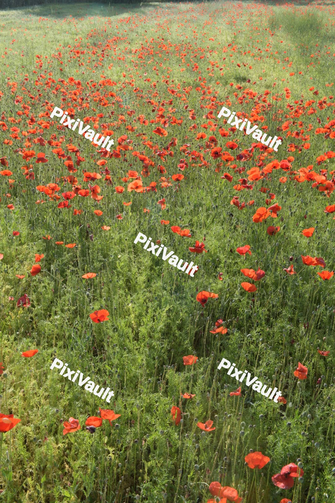 A fiel with red poppies flower